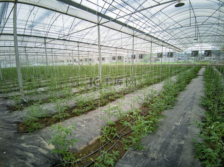 现代农业大棚蔬菜种植基地