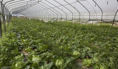 大棚蔬菜种植如何对环境进行调控,看看你应该怎么做