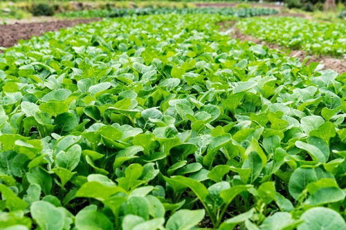 农技小课堂 种植 蔬菜冲施肥不宜频繁换