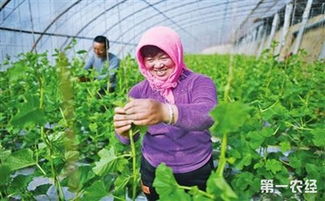 宁夏 积极发展蔬菜种植 推进蔬菜产业提质增效